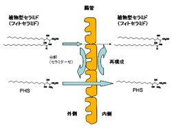 参考：「植物型セラミド（フィトセラミド）」の小腸からの吸収メカニズムを世界で初めて実証